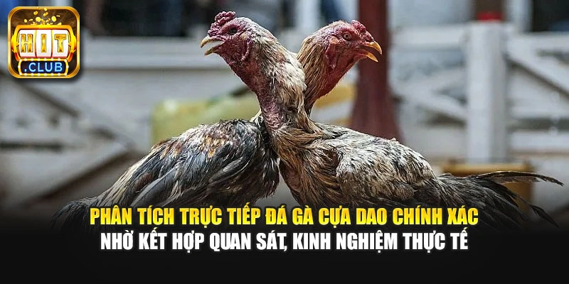 Phân tích trực tiếp đá gà cựa dao chính xác nhờ kết hợp quan sát, kinh nghiệm thực tế