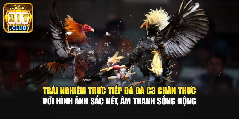 Trải nghiệm trực tiếp đá gà C3 chân thực với hình ảnh sắc nét, âm thanh sống động