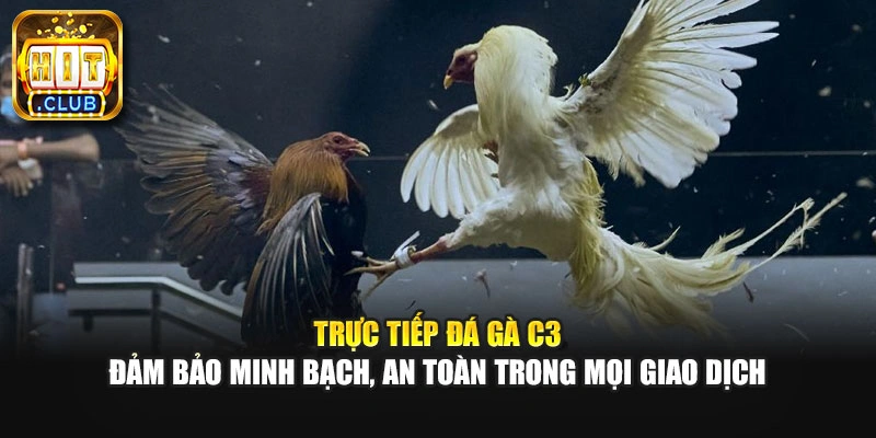 Trực tiếp đá gà C3 đảm bảo minh bạch, an toàn trong mọi giao dịch