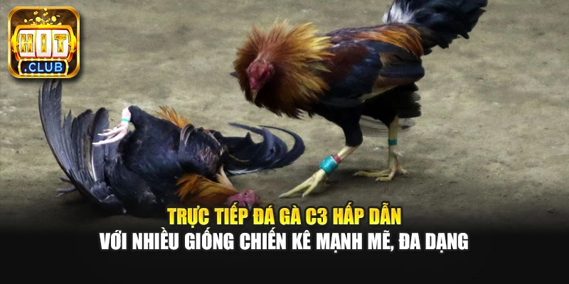 Trực tiếp đá gà C3 hấp dẫn với nhiều giống chiến kê mạnh mẽ, đa dạng