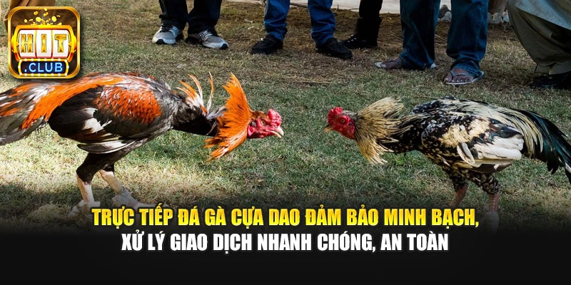 Trực tiếp đá gà cựa dao đảm bảo minh bạch, xử lý giao dịch nhanh chóng, an toàn