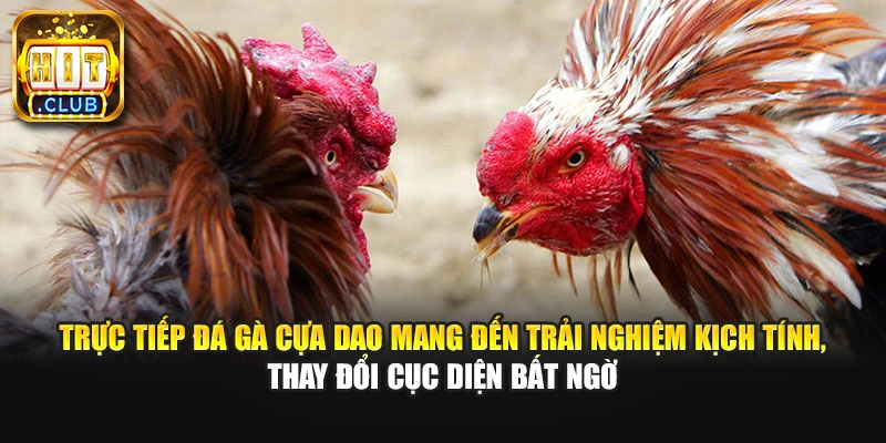 Trực tiếp đá gà cựa dao mang đến trải nghiệm kịch tính, thay đổi cục diện bất ngờ